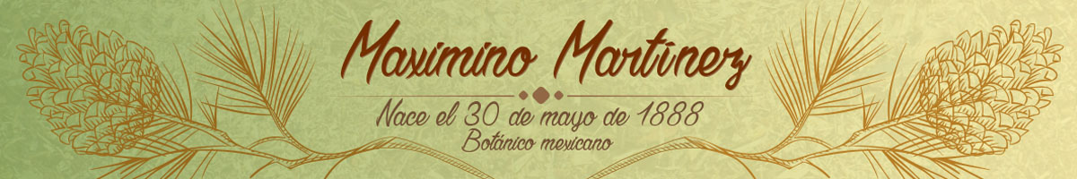 30 de mayo de 1888 - Natalicio de Maximino Martínez, botánico mexicano Homenajeamos al botánico hidalguense en su aniversario de natalicio.