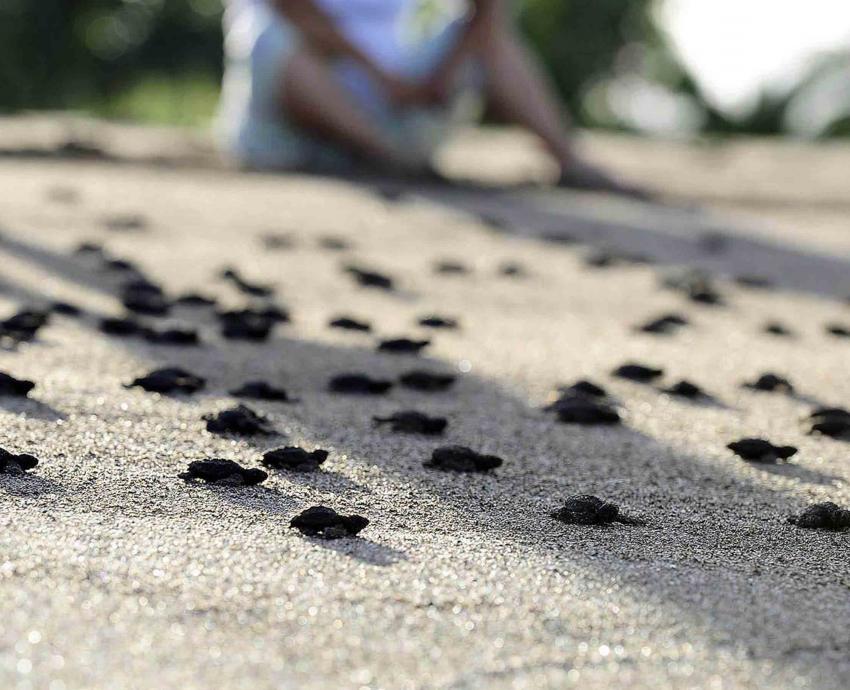Protege CUCSur casi 9 mil nidos de huevo de tortuga marina en la temporada 2017-2018