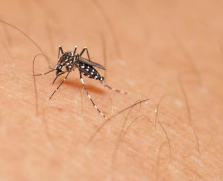 Dengue no amaina en 2020; alertan a la población para prevenirlo