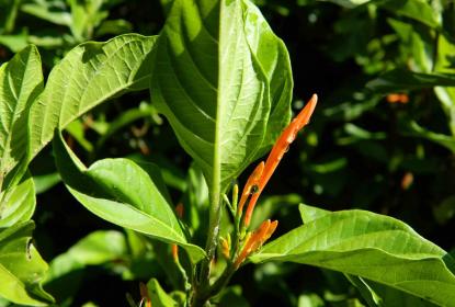 Investigadores del CULagos prueban que la planta “muicle” tiene efectos antidepresivos