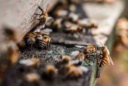 Modernización está matando a las abejas
