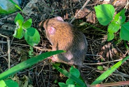 Encuentran agroquímicos en roedores de los valles de Autlán