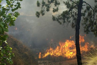 Impactan incendios y plaguicidas a felinos de la Sierra de Manantlán