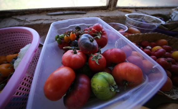Dietas basadas en productos vegetales abonan al cuidado ambiental