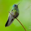 Colibri 