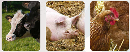 Especialidad y Maestría en Producción Animal Sustentable. Calendario 2021B