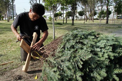 Grave error quemar o abandonar en la vía pública los árboles de navidad naturales | Universidad de Guadalajara Grave error quemar o abandonar en la vía pública los árboles de navidad naturales | Universidad de Guadalajara