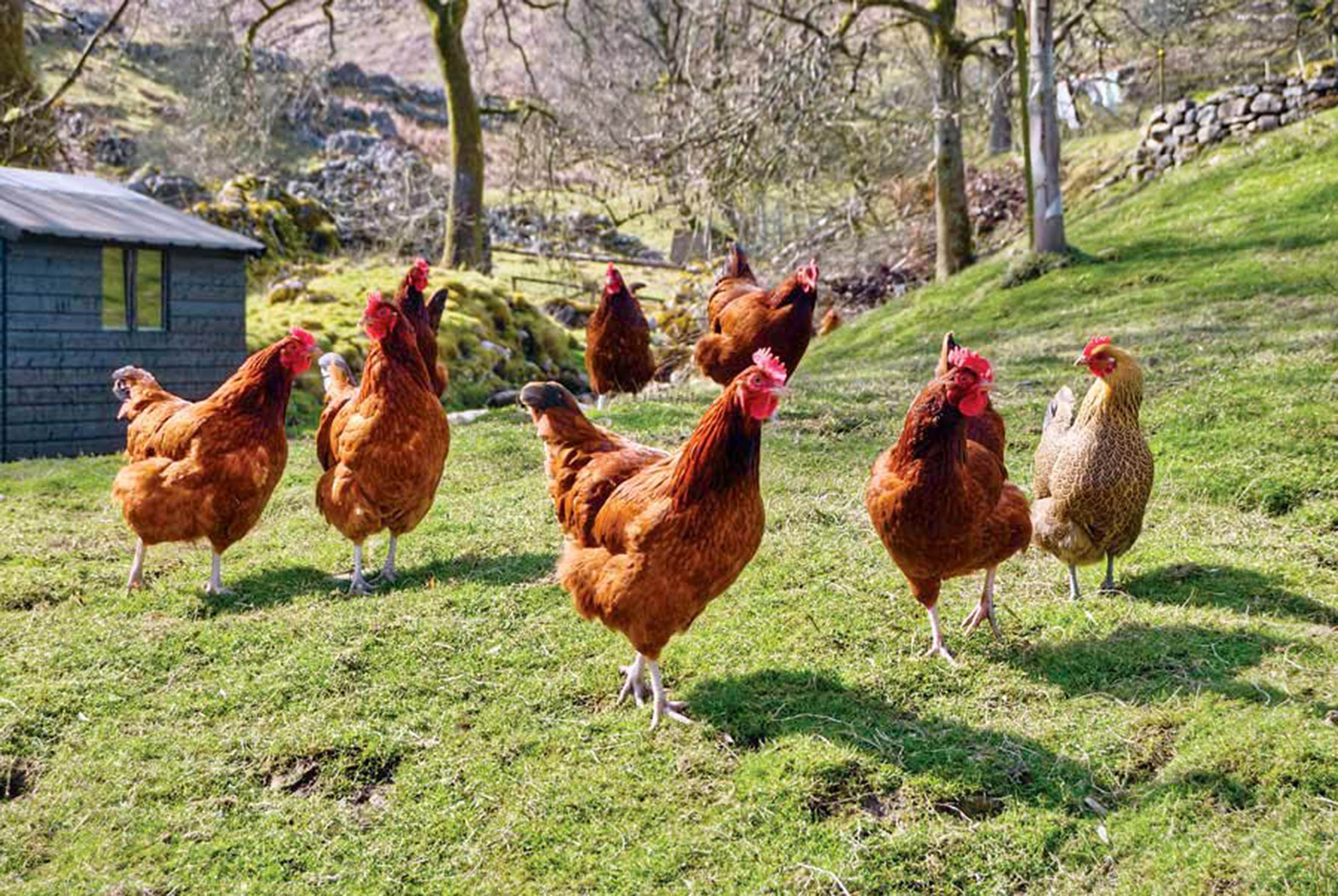 Gallinas ponedoras. 