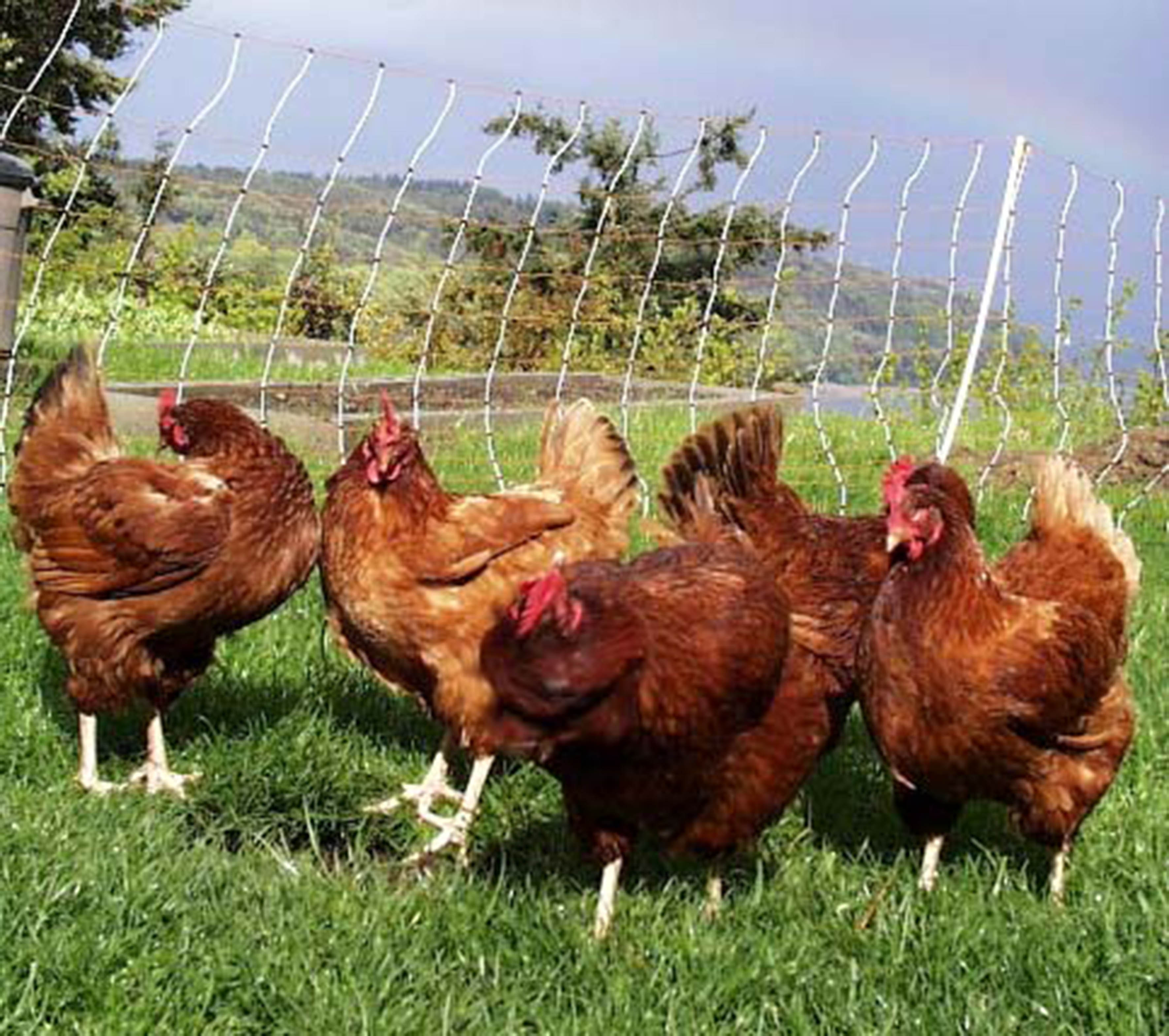 Desarrollan modelos de producción orgánica en pollos y gallinas | Universidad de Guadalajara Desarrollan modelos de producción orgánica en pollos y gallinas | Universidad de Guadalajara