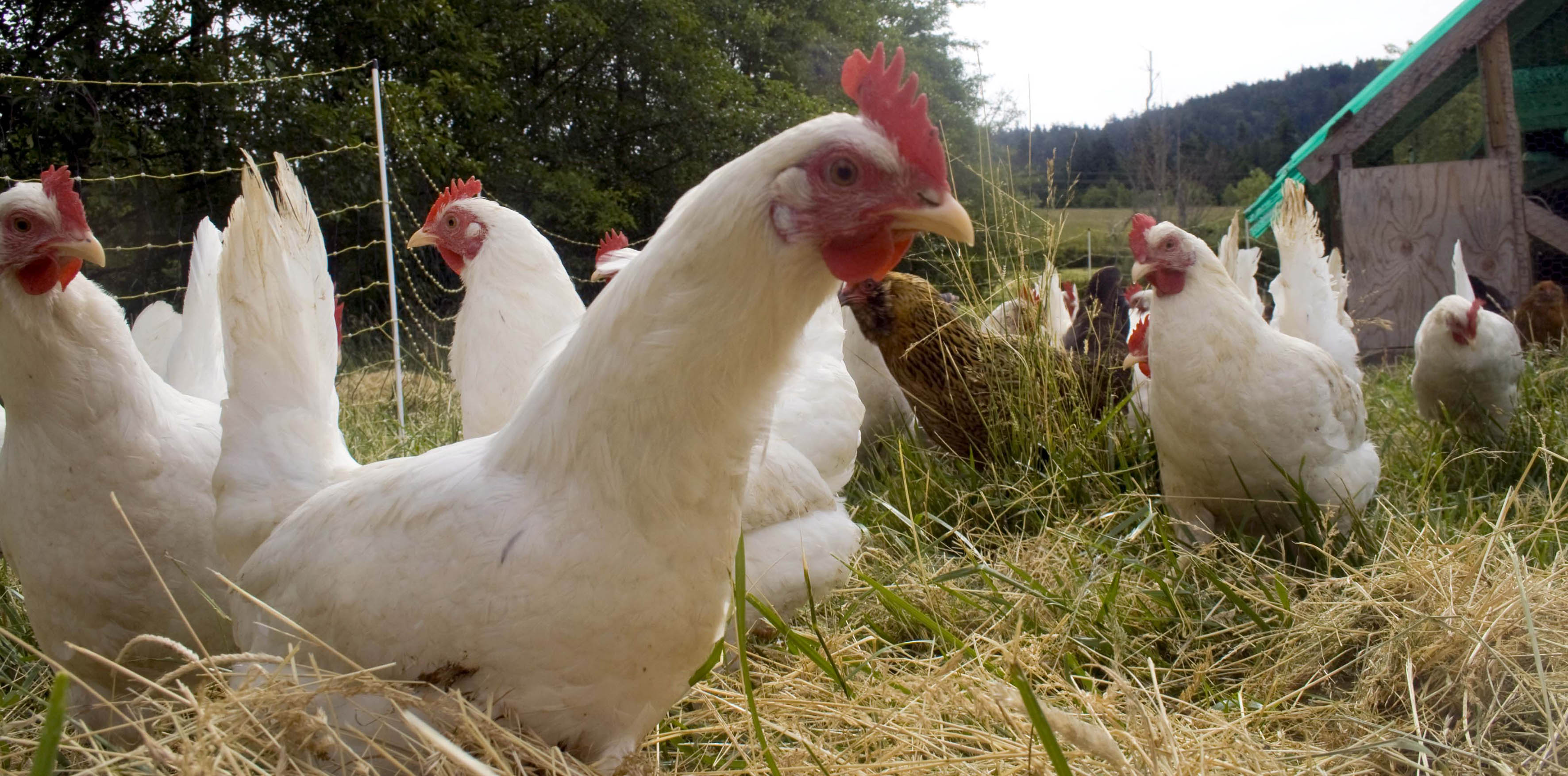 Desarrollan modelos de producción orgánica en pollos y gallinas |  Universidad de Guadalajara