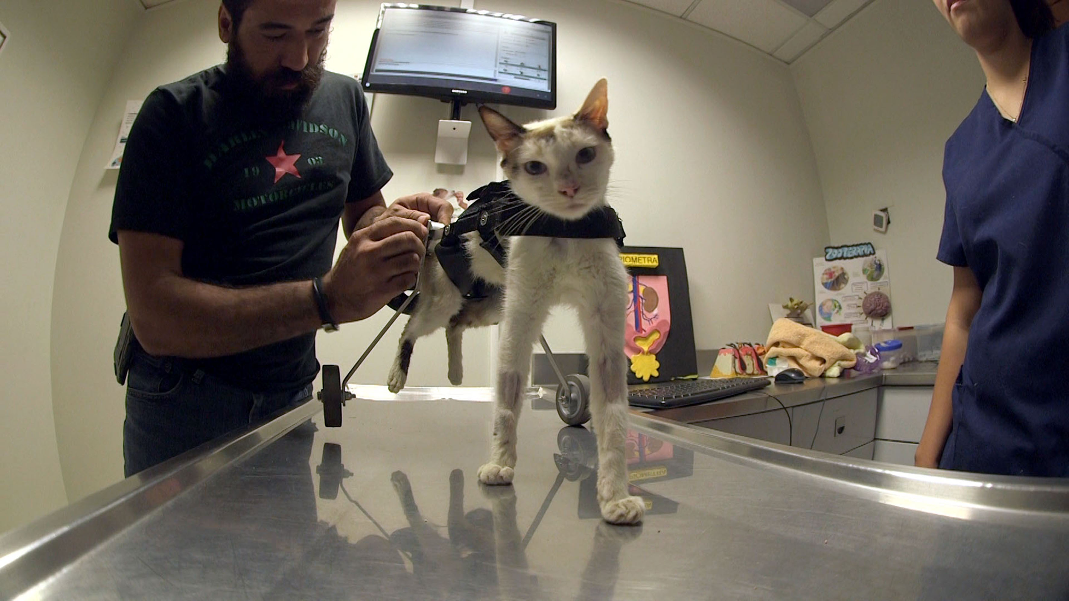 Licenciatura en Medicina Veterinaria y Zootecnia, entre las carreras con  mayor demanda | Universidad de Guadalajara