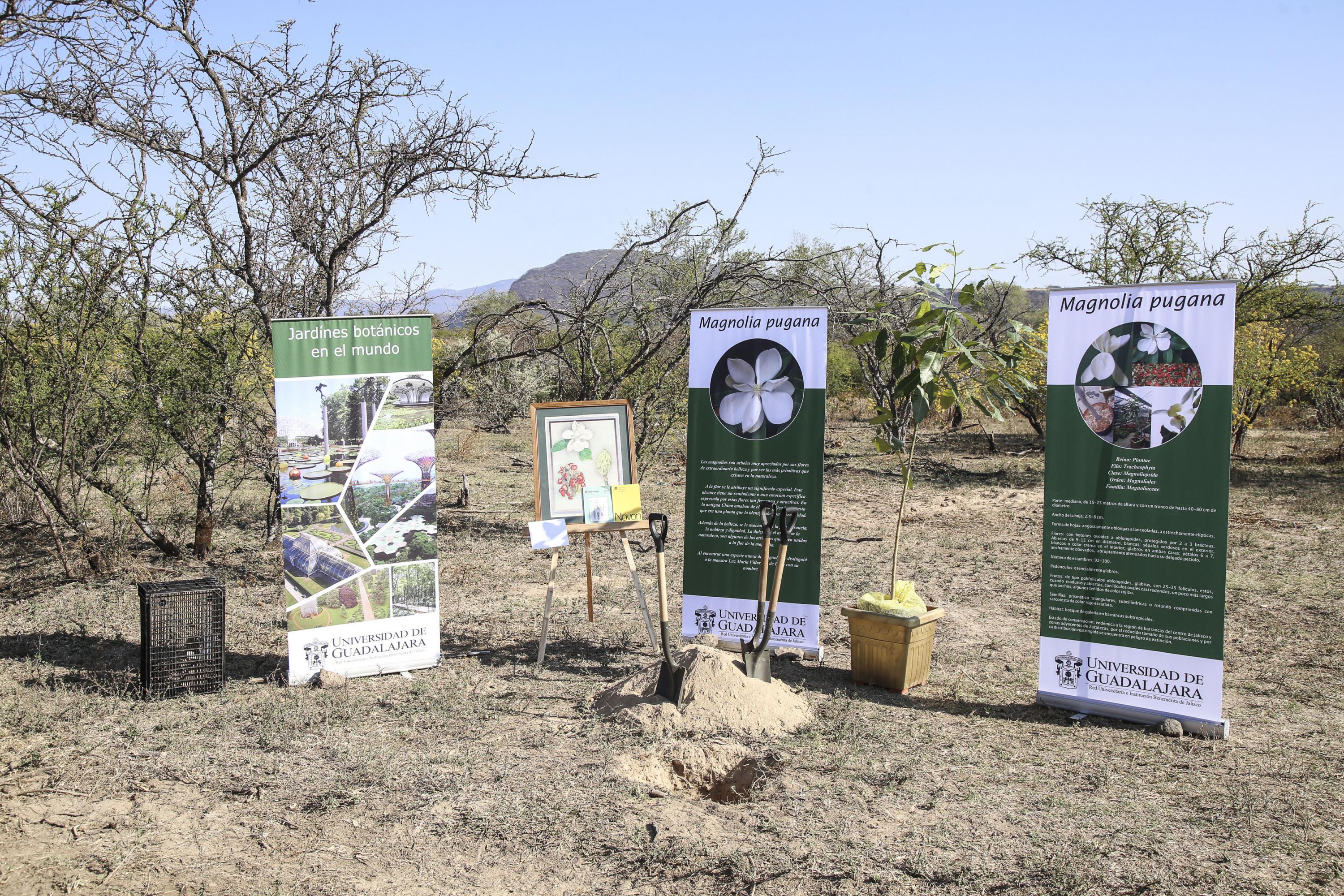 Carteles de publicación acerca de la Magnolia pugana, así como de jardínes botánicos en el mundo; en donde se encuentra una planta de magnolia lista para ser cultivada y sus respectivas palas para efectuarlo; dentro del predio el Disparate.
