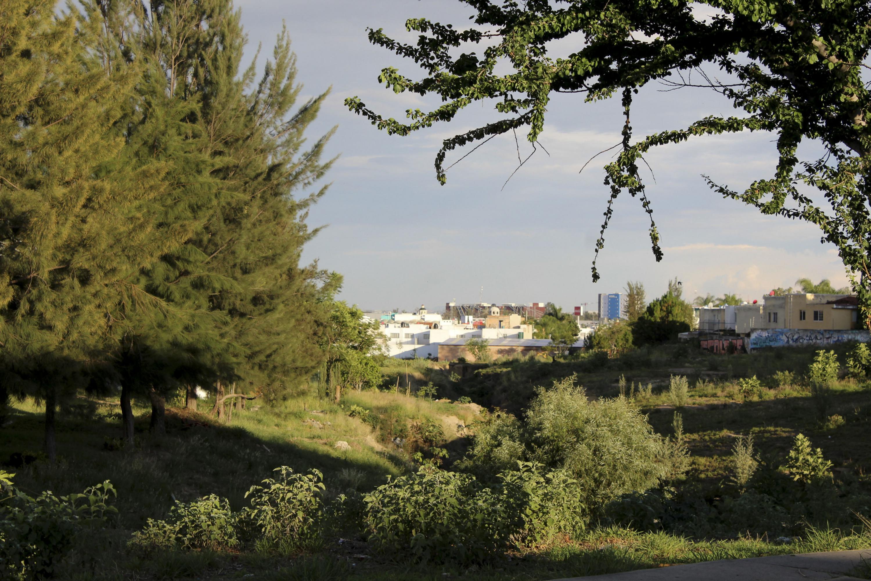 Vista de la colonia desde el bosque aledaño