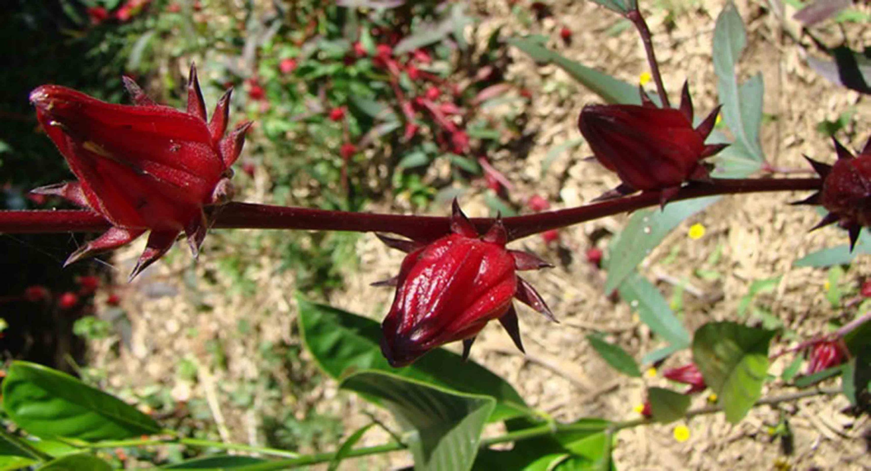 Tesistas del CUCS estudian efectos de la semilla de la guanábana y la flor  de jamaica sobre el cáncer | Universidad de Guadalajara