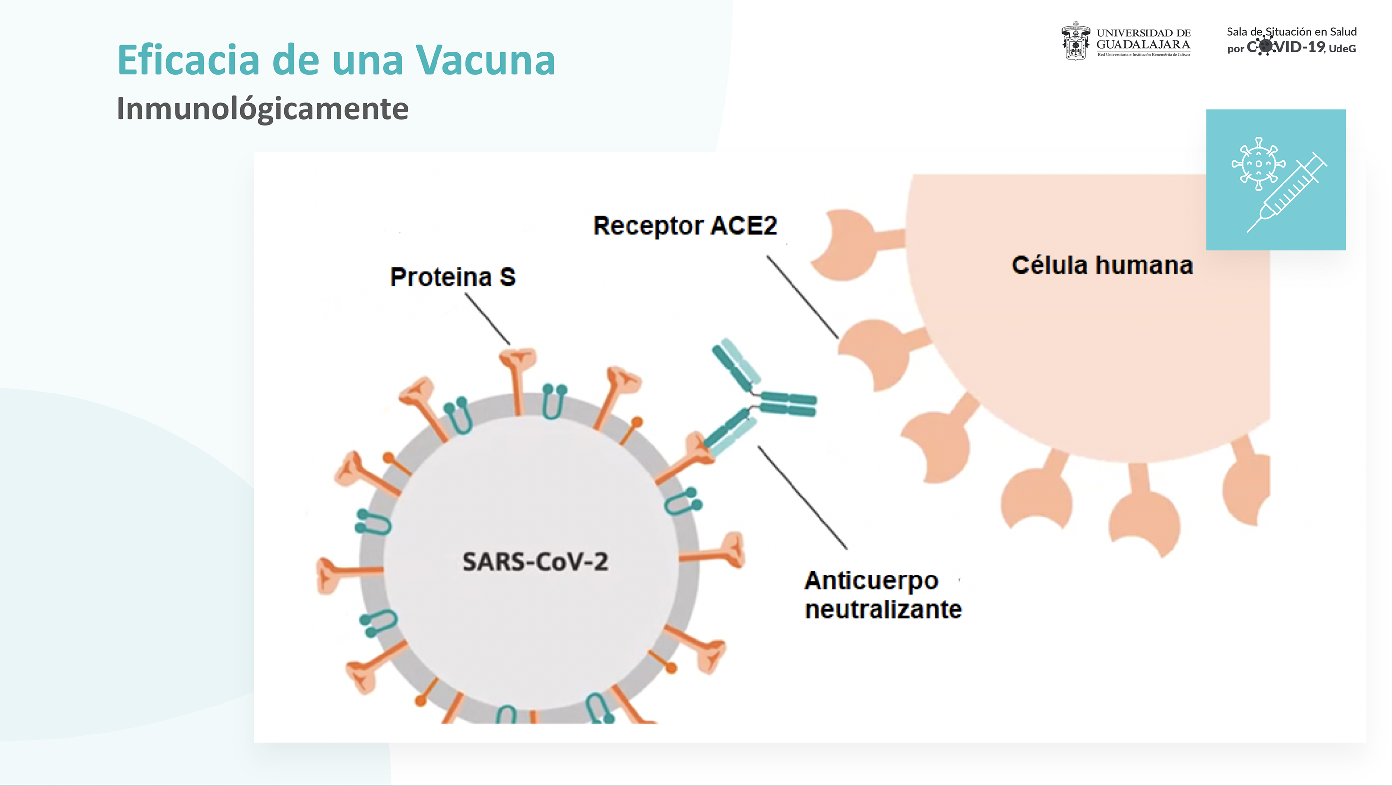 Confirman Importancia De La Segunda Dosis De Vacuna De Covid 19 Genera Mayor Inmunidad Que Quienes Contrajeron El Virus Universidad De Guadalajara