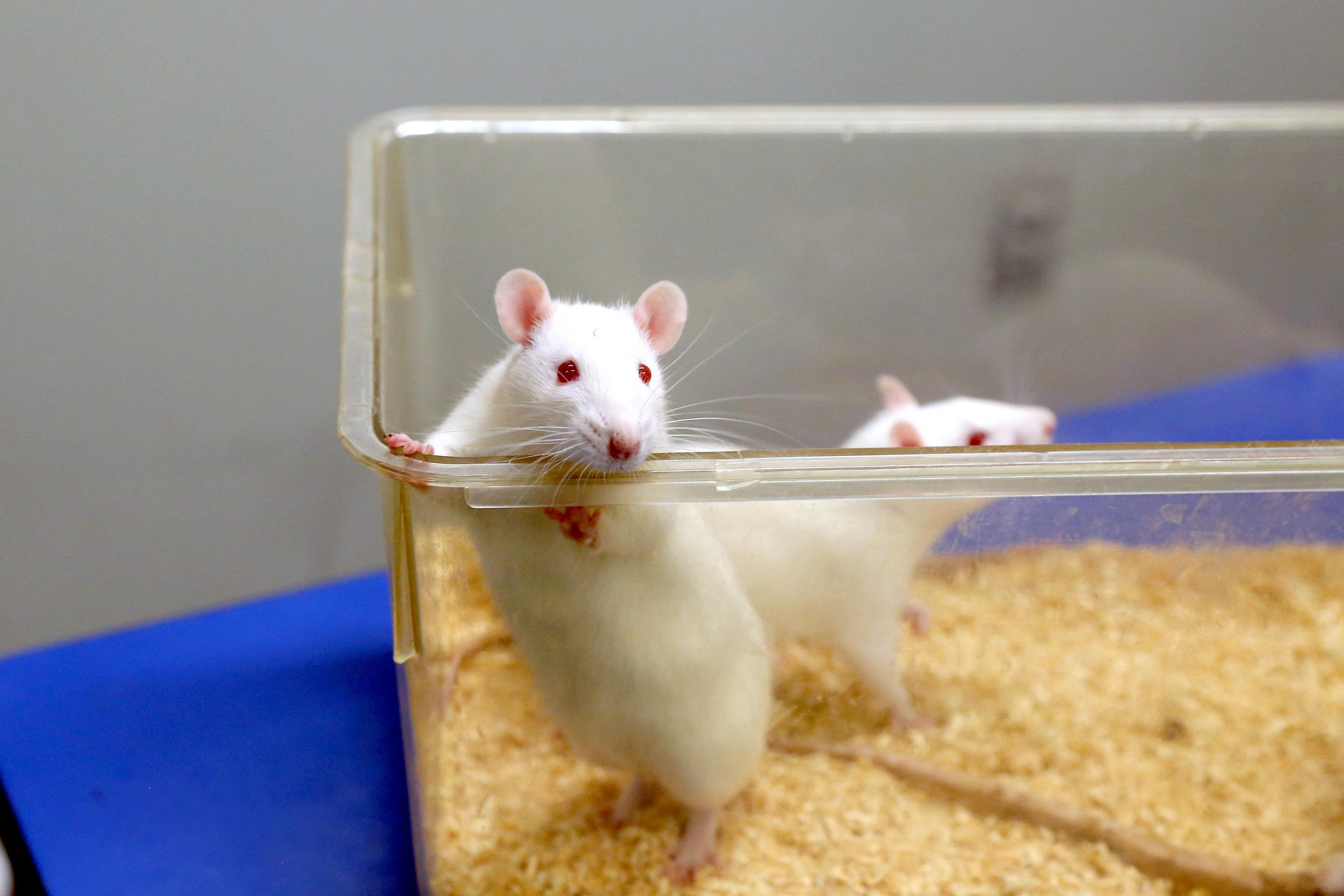 Bioterio CUCS, producción digna de animales de laboratorio | Universidad de Guadalajara