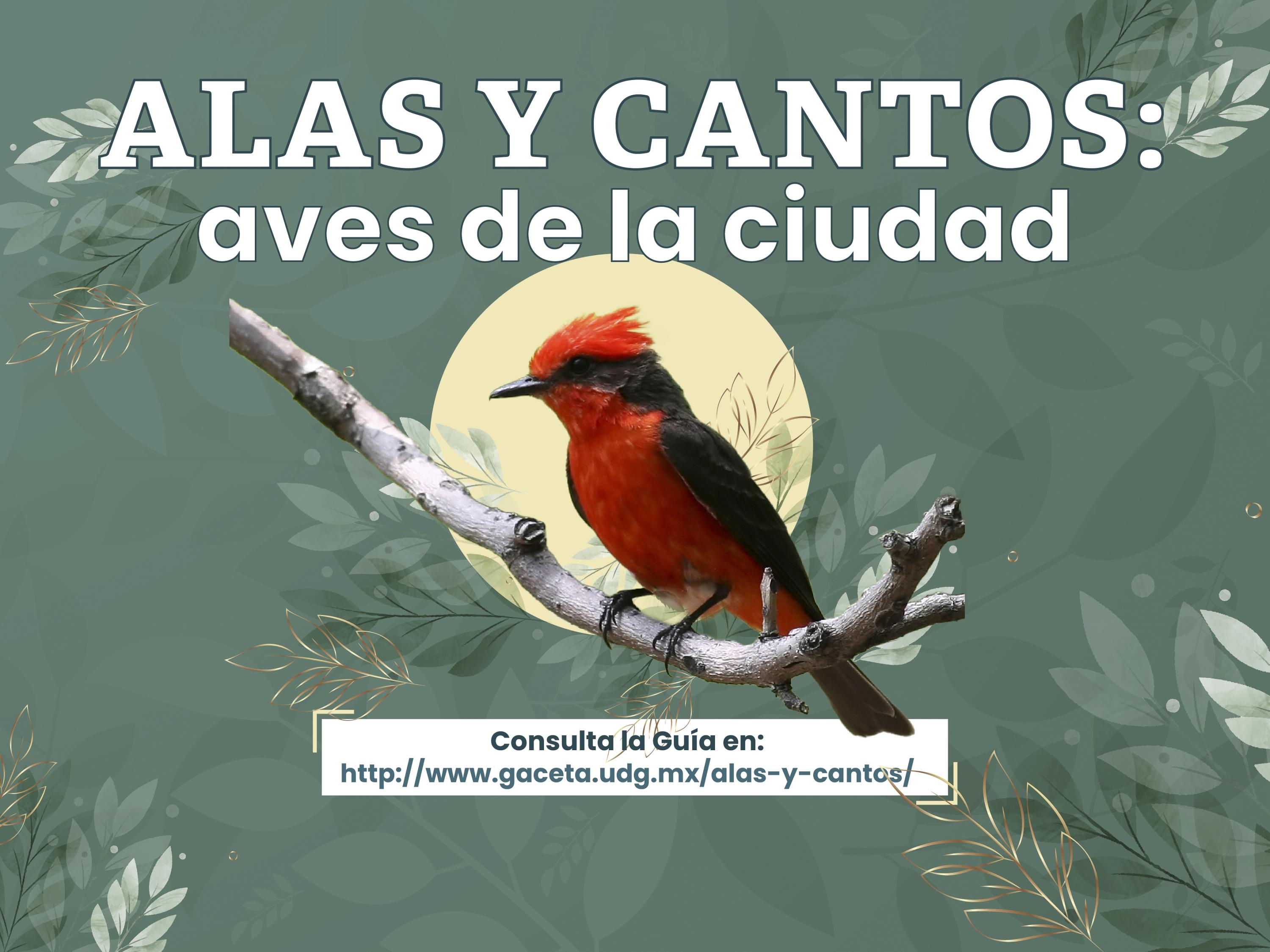 El proyecto multimedia de divulgación científica presenta investigación ornitológica de un académico jubilado del CUCBA
