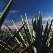 Un campo de pencas de agave azul