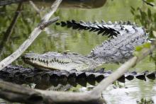 Piden turismo responsable para proteger el hábitat de los cocodrilos en Puerto Vallarta