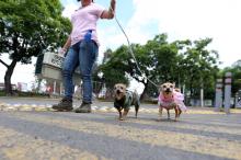 Mascotas y animales callejeros, riesgo latente para la biodiversidad