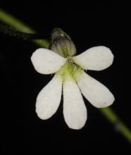 Investigadores del CUCBA registran nueva especie de planta carnívora
