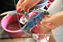 Obtiene CUCosta patente por alimento para langostino de agua dulce