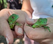 Participa CUCosta en liberación de 180 crías de iguana verde durante el 26 aniversario del estero El Salado