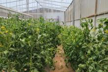 Innovación alimentaria, con la licenciatura en Ciencia de los alimentos del CUCBA