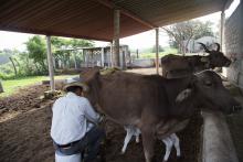 Oferta CUAltos diplomado de ensilaje para mejorar la producción lechera