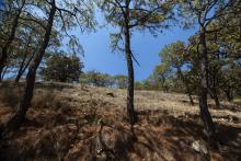 Invita CUCBA a Jornada de reforestación por el bosque de La Primavera 