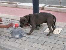 Recomiendan medidas para el cuidado de mascotas en época de calor