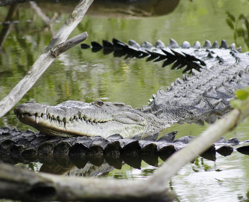 Aumentan crueldad y frecuencia en ejecuciones de cocodrilos en  Vallarta y Bahía de Banderas