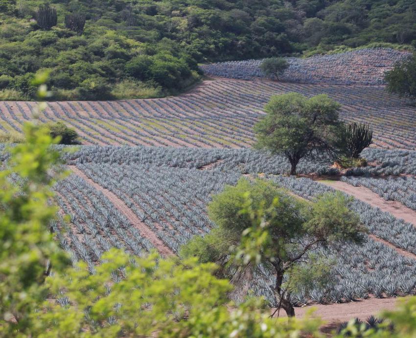 Afecta cambio de uso de suelo y deforestación a 16 municipios del Sur de Jalisco