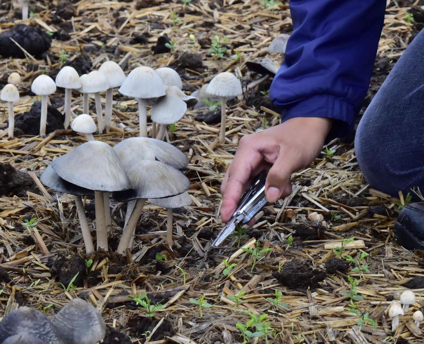 Hongos alucinógenos no son adictivos, pero se deben conocer los riesgos de consumirlos, advierte especialista