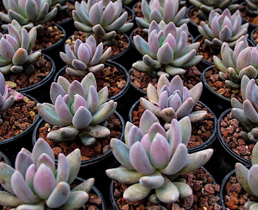 Científicos del CUCSur descubren nueva especie de suculenta única en América