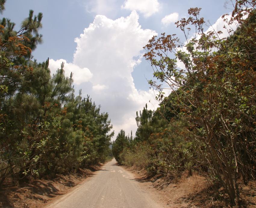 Urge proteger bosques tropicales, pues son los que mejor se adaptarían al cambio climático 