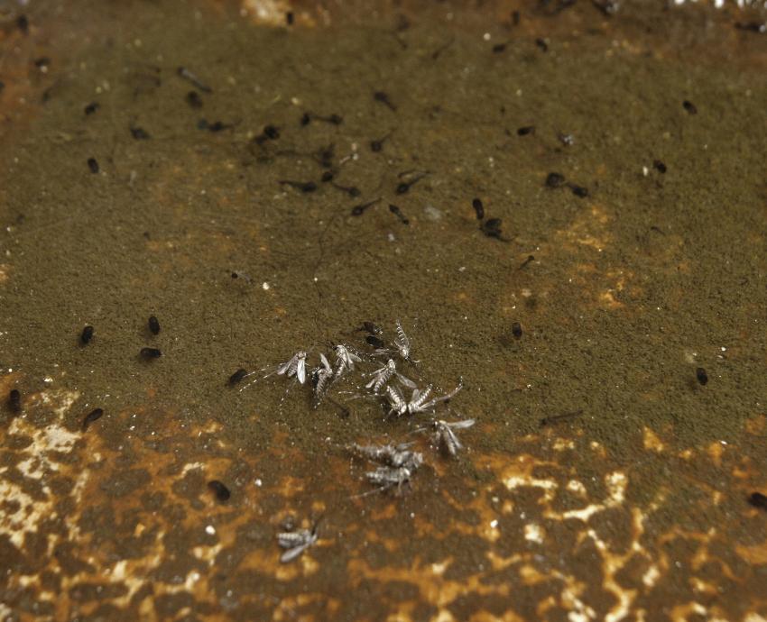 Exhortan a no bajar la guardia a pesar de descensos en casos de dengue