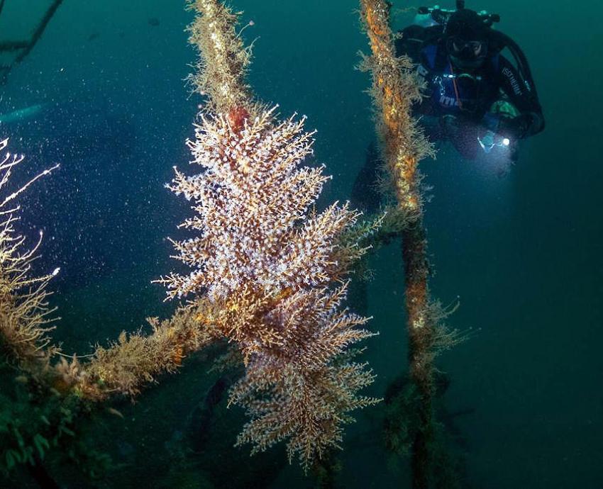 Documentan coral invasor en costas de Jalisco y Colima, riesgoso para especies endémicas de la región