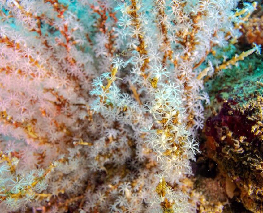 Documentan coral invasor en costas de Jalisco y Colima, riesgoso para especies endémicas de la región