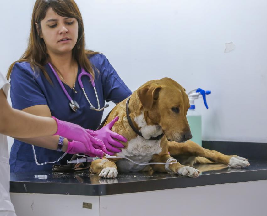 Atiende Hospital de Pequeñas Especies del CUCBA a hasta 40 pacientes al día