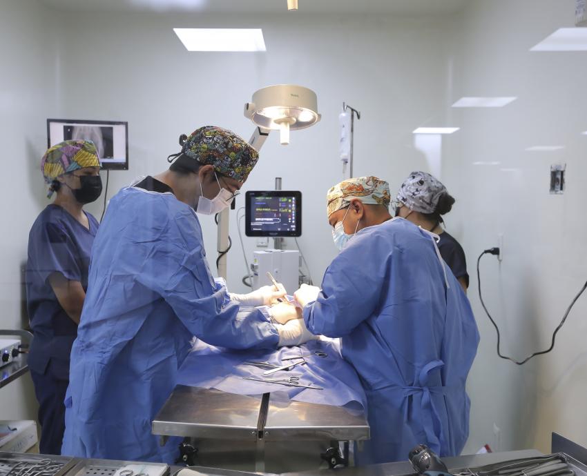 Atiende Hospital de Pequeñas Especies del CUCBA a hasta 40 pacientes al día