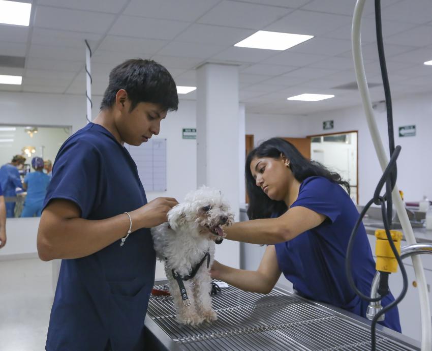 Atiende Hospital de Pequeñas Especies del CUCBA a hasta 40 pacientes al día