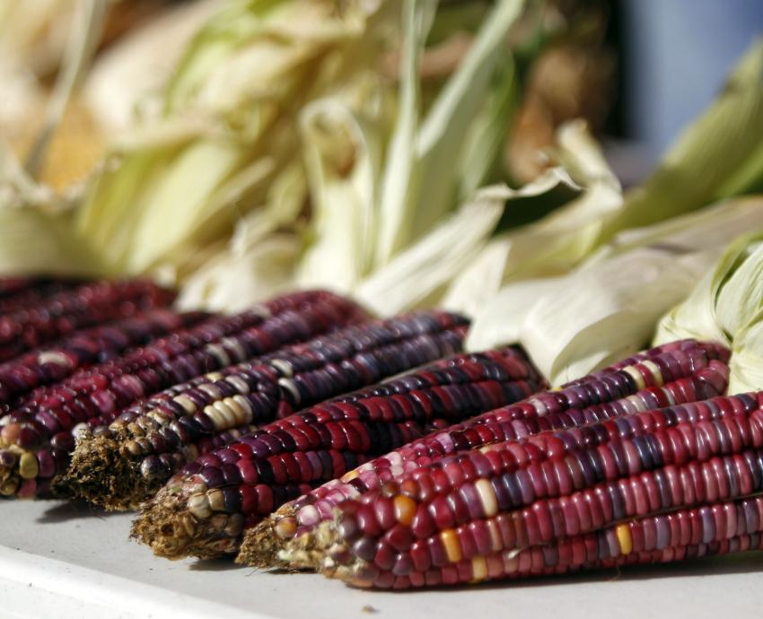 UdeG e IPN trabajan con agricultores de Tlajomulco para mejorar sus técnicas de producción 