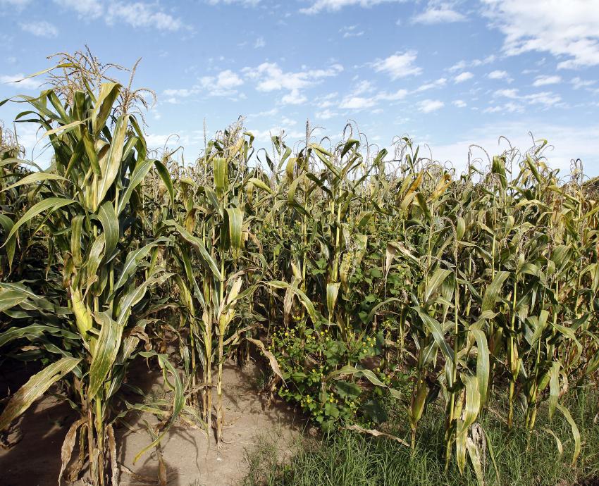 UdeG e IPN trabajan con agricultores de Tlajomulco para mejorar sus técnicas de producción 