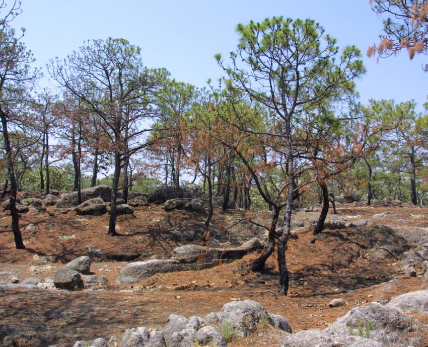 Celebrará CUCBA la declaratoria estatal del Día del Bosque La Primavera