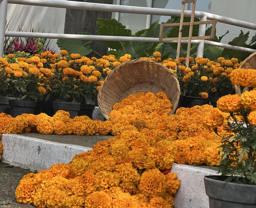 Crean altar de muertos con más de cinco mil flores de cempasúchil en CUCBA