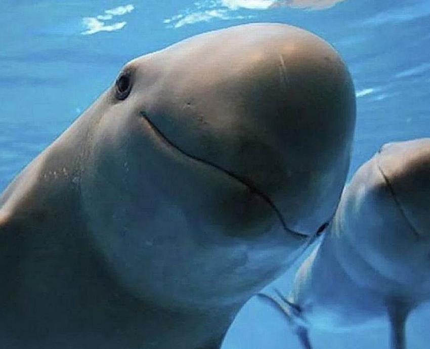 Vaquita marina mantiene esperanza de sobrevivir ante amenaza de extinción