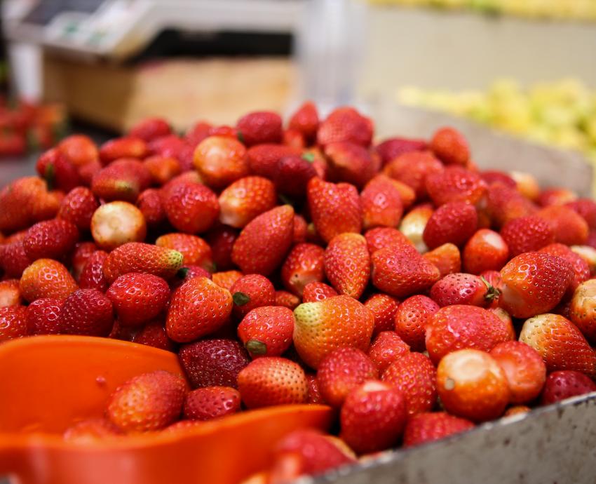 Especialista llama a aprovechar las variedades silvestres de las berries