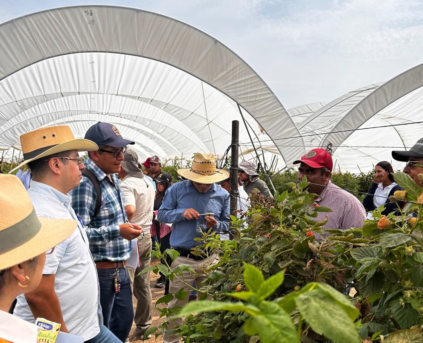 Especialista llama a aprovechar las variedades silvestres de las berries