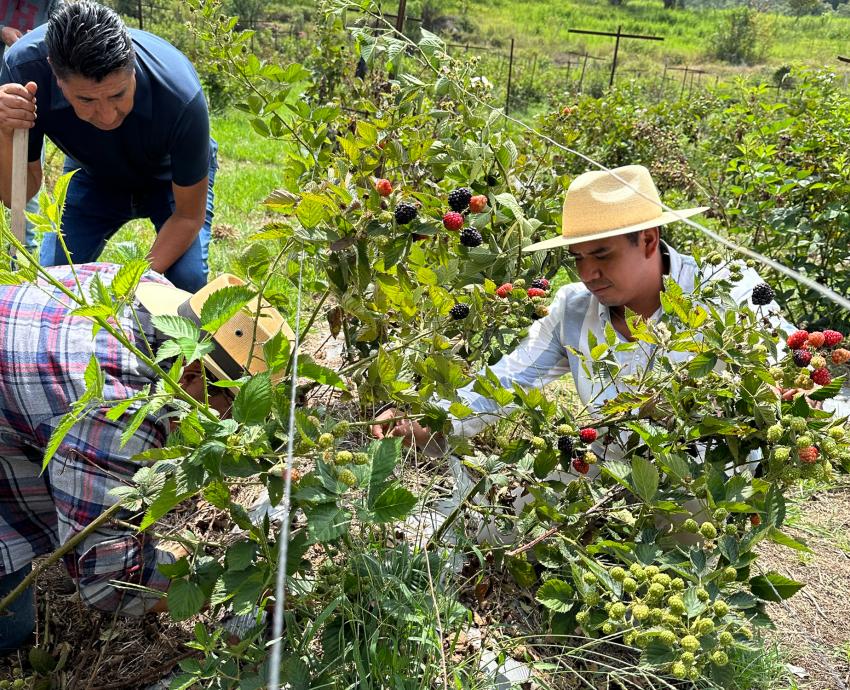 Especialista llama a aprovechar las variedades silvestres de las berries